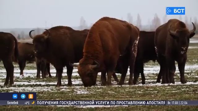 В Башкирии рассказали, как белорусские зубры перенесли первую зиму в республике