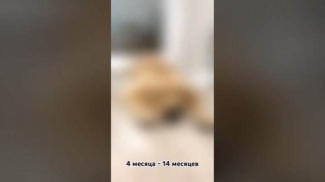 Изменился ??? #лабрадор #смешныевидео #собаки #животные #лабрадорретривер #dog #смешные #video