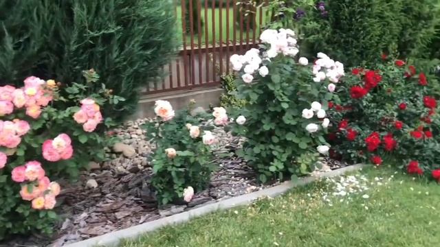 Яркое сочетание из роз Букет Парфе и Астрид граффин фон Хаденберг. Шраб и мускусный гибрид ??