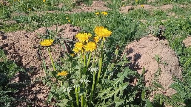 Этюд 14.05.2023 Окрестности села Федоскино