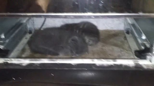 Поиск котят