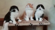 Шотландские котята Apollo Pride