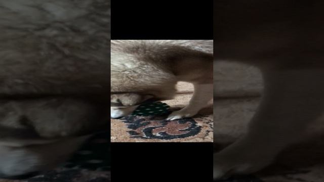 Разговорчивая лайка