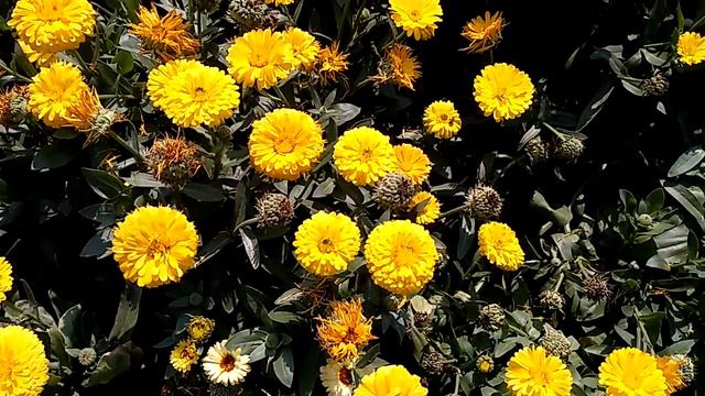 Winter flowers (Part-7) [HD]....Calendula.... Mixed varieties