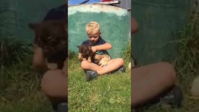 Чихуахуа длинношёрстные и гладкошёрстная девочки