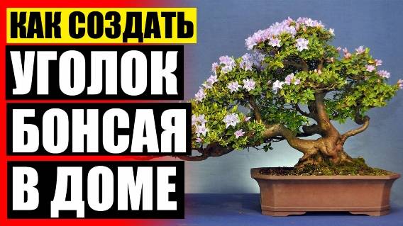 ❌ Банзай купить в москве 💣 Авито продажа растения 💯