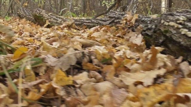 Тамбов.Таинственный лес и Святовское озеро.Tambov Region.Mysterious Forest And Svyatovo Lake.