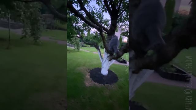 Какие птицы прилетели к нам в сад ?из жизни британских кошек