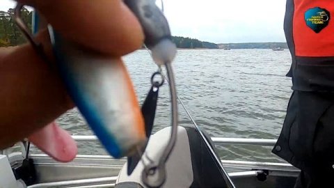 Судак, нерпа и косуля. Рыбалка в Финляндии.