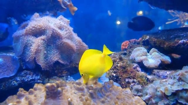 Wonderful Music And Video For Relaxation And Sleep Замечательная музыка и видео для отдыха и сна