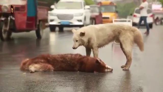 Вставай друг!!!ну что же ты??Боль для доброй души.. (ХАМЕЛЕОН)