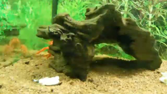 Красный (Американский) болотный рак Procambarus clarkii