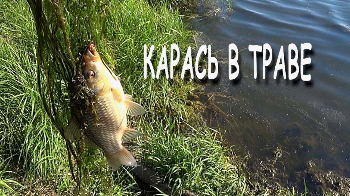 2024 07 13 КАРАСЬ в ТРАВЕ