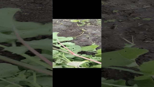 Редис Магнат. Уборка урожая