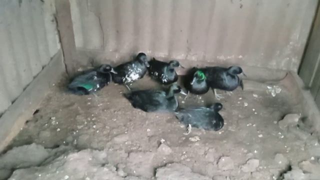 утка каюга. изумруды моего хозяйства.