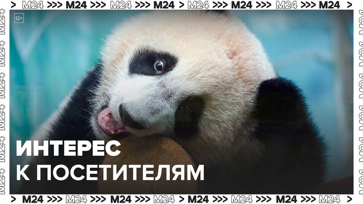 Панда Катюша стала подходить ближе к посетителям Московского зоопарка - Москва 24