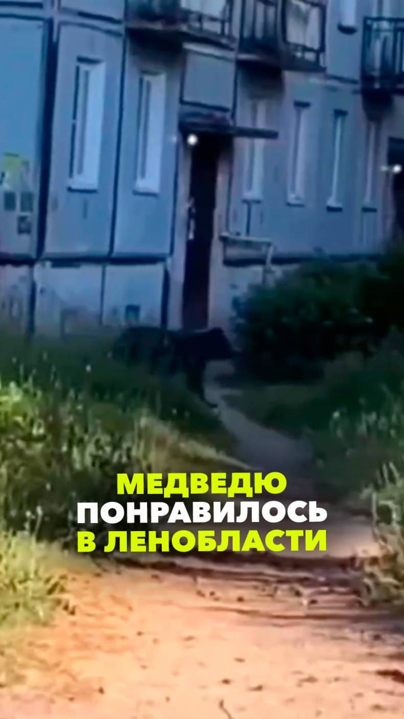 Медведь бродит по улицам поселка Саперный уже несколько дней