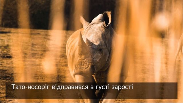 Навіщо носорогу ріг? / 5 грудня