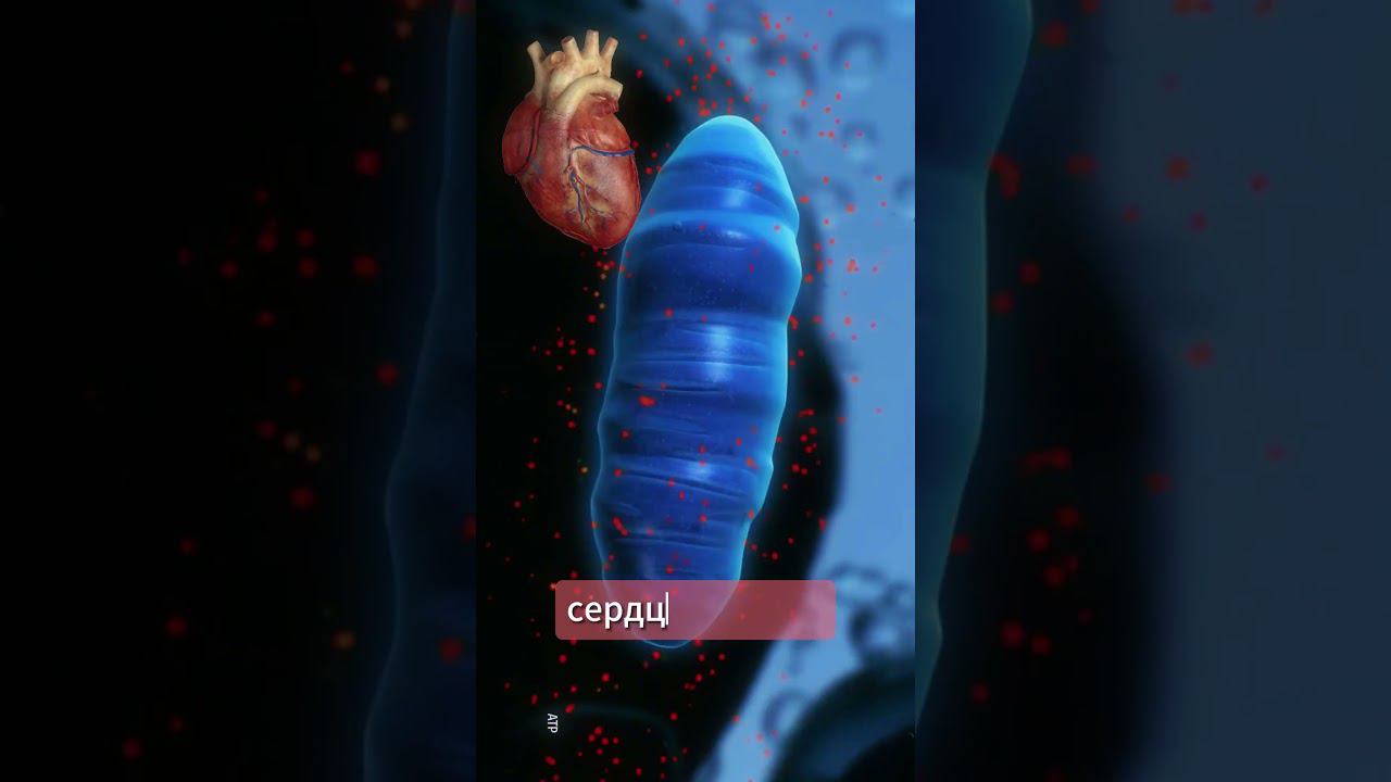 Митохондрии и постковидный синдромом #science #shorts #covid19