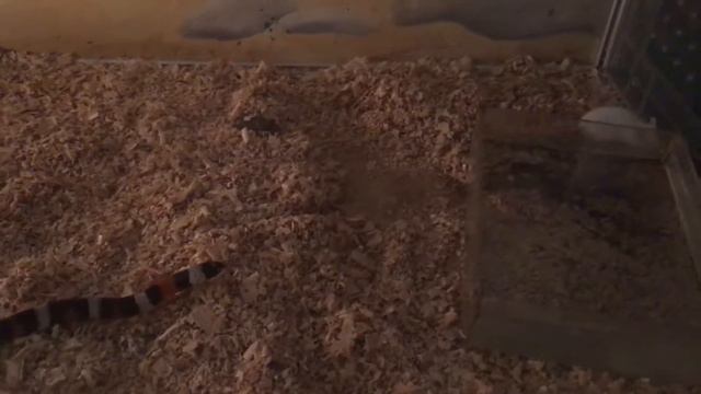 Змея ест мышь