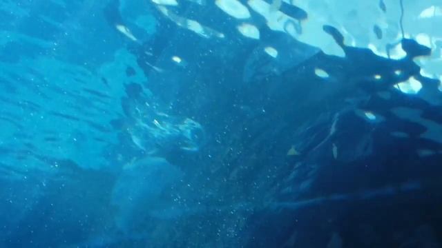 singing dolphins, this is a good healing of the nervous system and heart, deep sleep