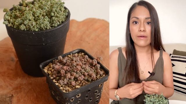 Sedum dasyphyllum Minor // ?????????? ?? ??????? ?? - ??. ??