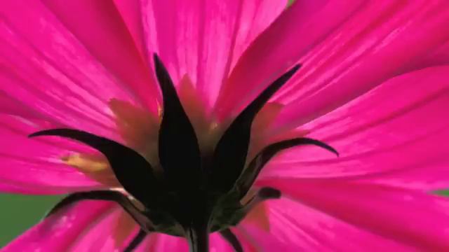 Vivaldi-La Stravaganza-Concerto in D minor Op. 4 Nº8