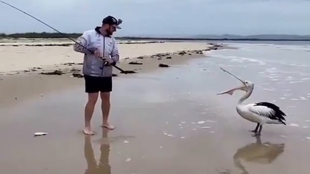 Рыбалка с пеликаном