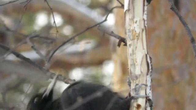 Самый крупный дятел в России - Желна, Black Woodpecker