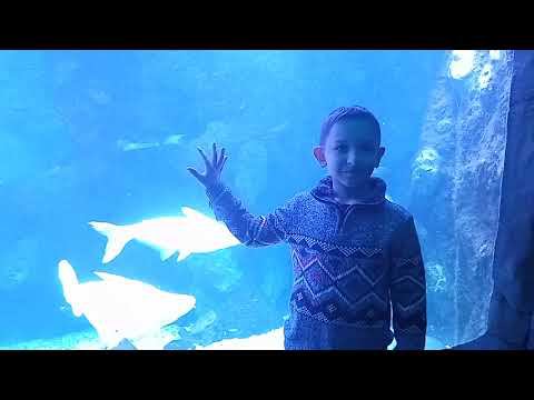 VLOG: ПОШЛИ В ОКЕАНАРИУМ КРОКУС СИТИ В МОСКВЕ