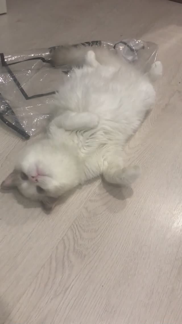 Котёнок Рэгдолл наигралась с пакетом и валяется