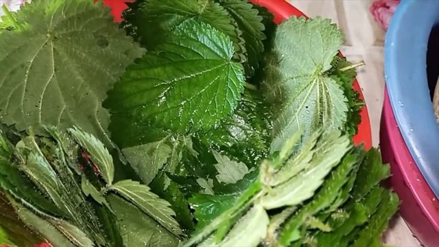 Как заморозить крапиву на зиму