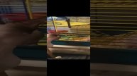 Лысый кот охотится за Лысой  крысой