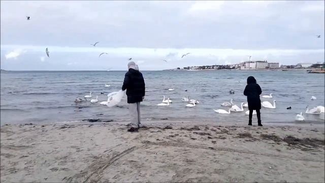 Лебеди / Swans