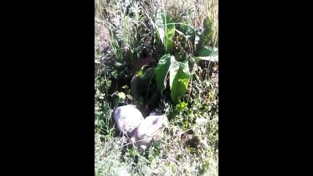 Сухой полив. Часть 2-я