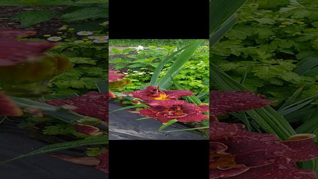Лилейник гибридный "Найт Эмберс" #цветы #лилейники #гибрид  #flowers #садовод #дача