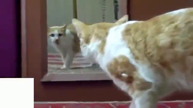 Приколы про кошек -  кошки у зеркала!