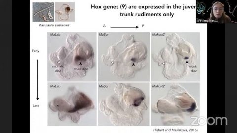 Seminários de Zoologia - Dra. Svetlana Maslakova (Oregon Institute of Marine Biology, Oregon Univer