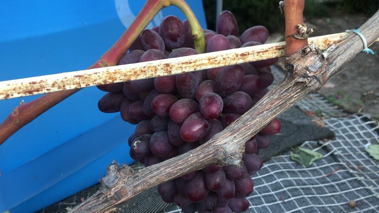 Виноград ,часть вторая. тел 89184654603.
