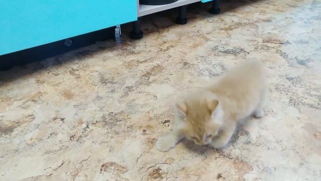 Кот Тишка трусишка))). Смешные позы котёнка Тишы.mp4