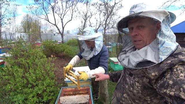 ПЧЕЛОВОД СДЕЛАЙ ТАК КАК Я И ПОЛУЧИШЬ ХОРОШИХ КРУПНЫХ МАТОК РАННЕЙ ВЕСНОЙ