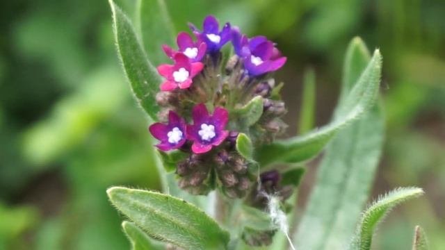 Farbownik lekarski - Anchusa officinalis cz2