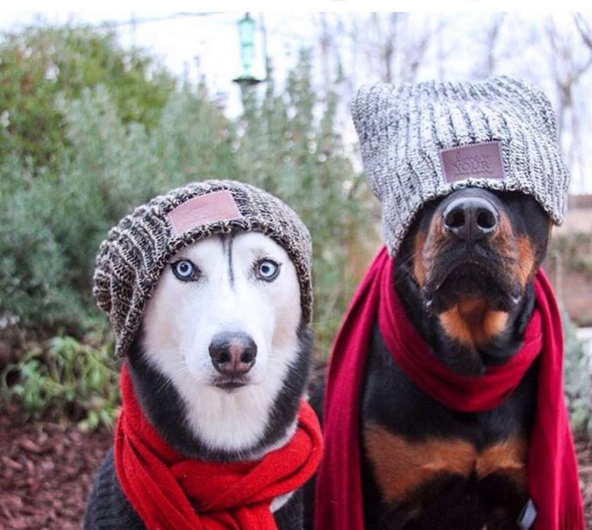 Прикольные шапки для собак