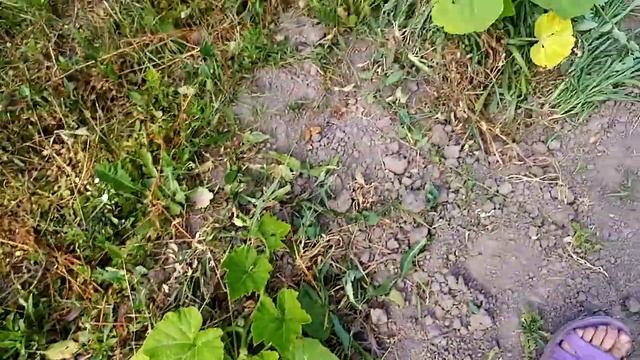 Мой огород 7 июля/планы на неделю
