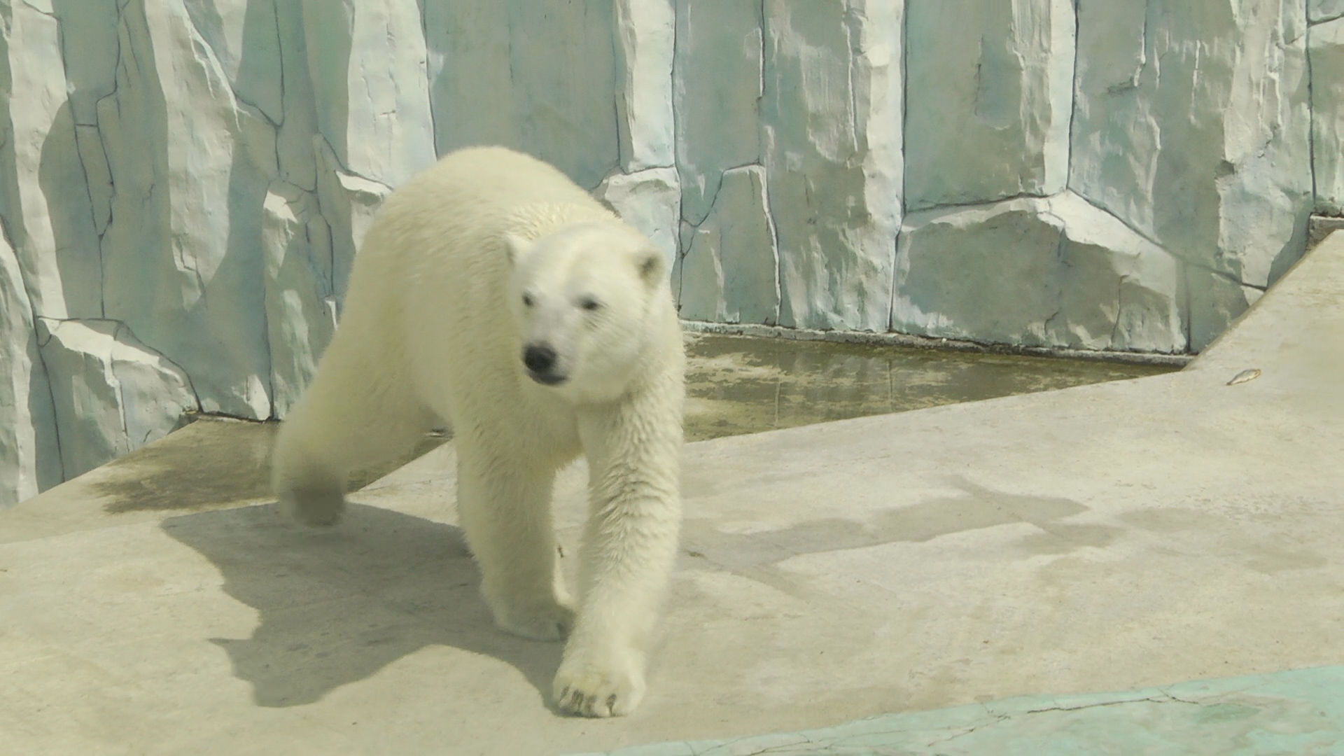 Чем кормят белую медведицу Хатангу в Екатеринбургском зоопарке
