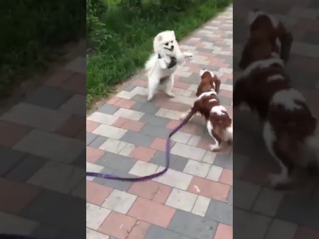 Собачье  танго