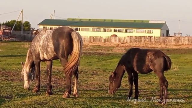 Без коня и деревня не та (Видео для души)