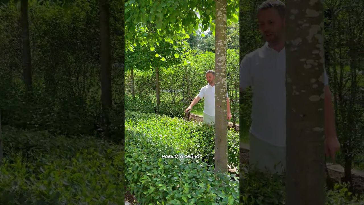 Про кизильник #ландшафтныйдизайн  #Shorts