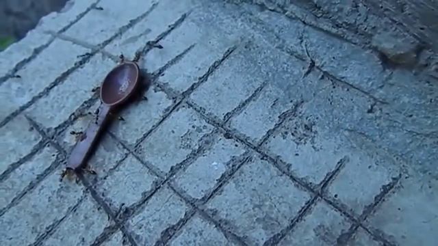 Муравьи воруют ложку
