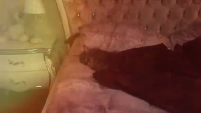 Всем спокойной ночи